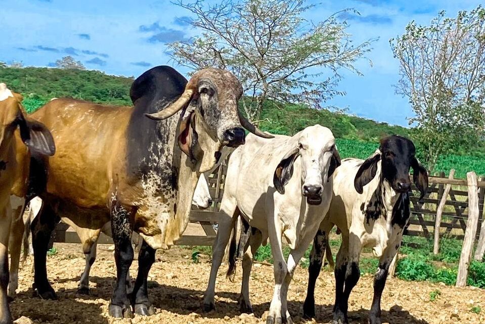 Termina dia 31 de dezembro o prazo para o produtor fazer a atualização cadastral na Adagro