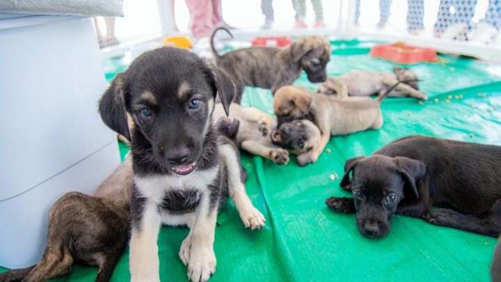 “Meu Amigão” movimenta o Marco Zero com adoção de animais nesta quarta (14) e quinta (15)
