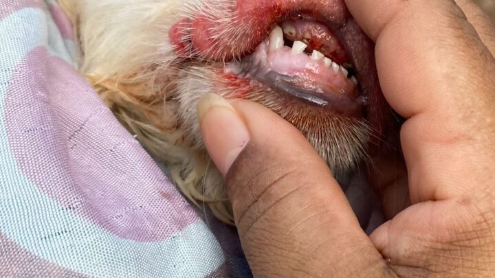 Polícia Civil prende homem que realizou maus-tratos a animal em Olinda