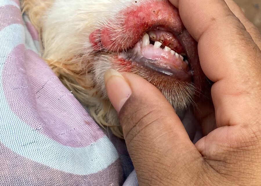 Polícia Civil prende homem que realizou maus-tratos a animal em Olinda