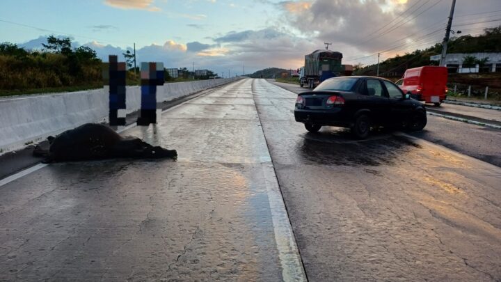 Carro atropela cavalo, em seguida, segundo veículo colide com animal