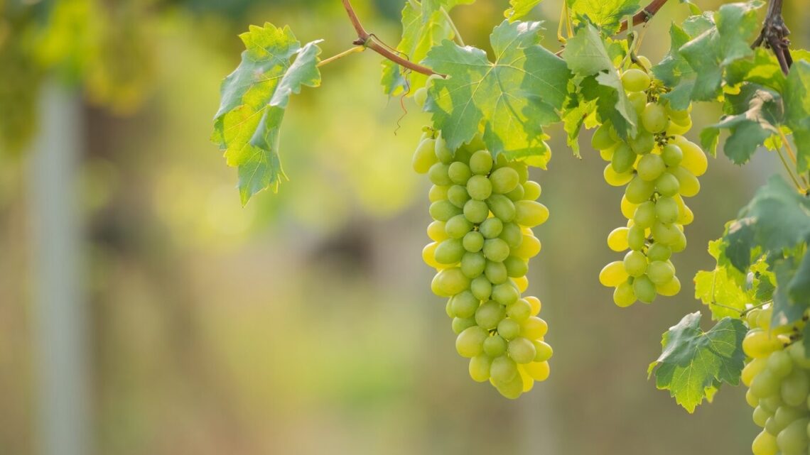 Adagro terá plantāo no Carnaval para emissão de PTVs  para todas as regiões do estado