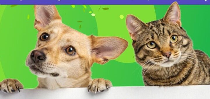 AME Animal garante plantão inédito durante o Carnaval