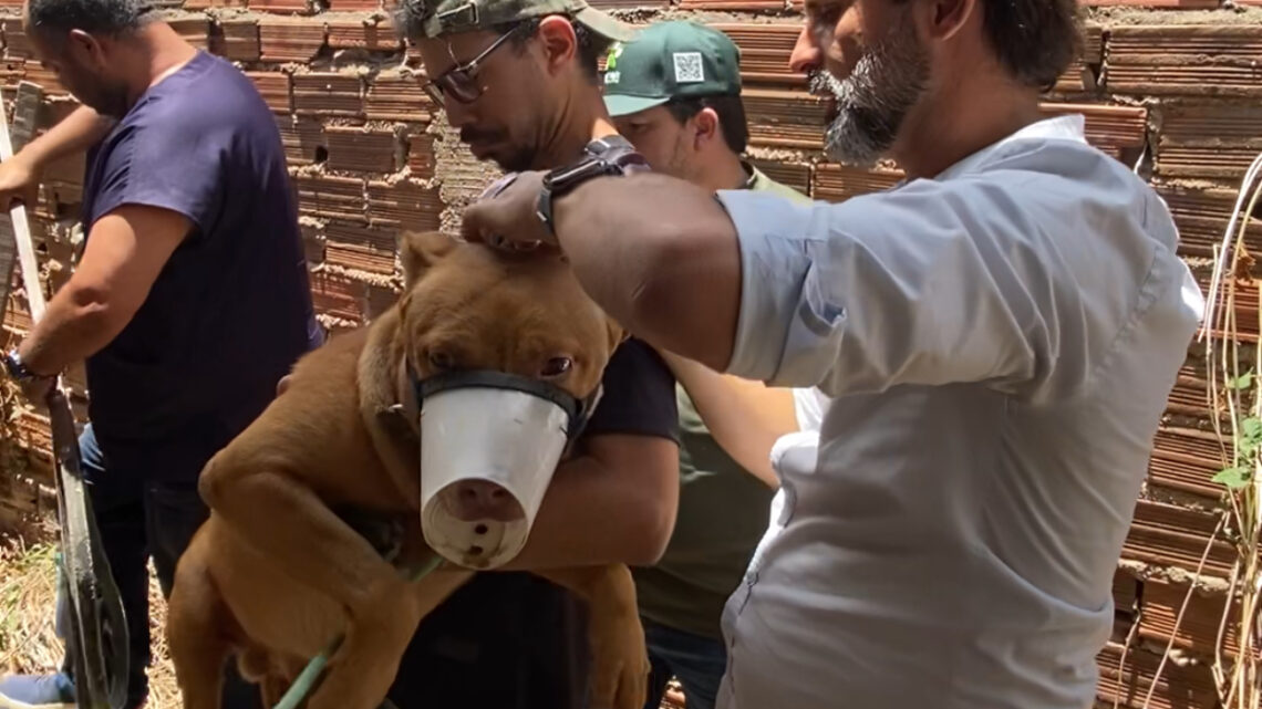 Secretaria de Sustentabilidade e Bem-Estar Animal se consolida como referência inédita em Caruaru