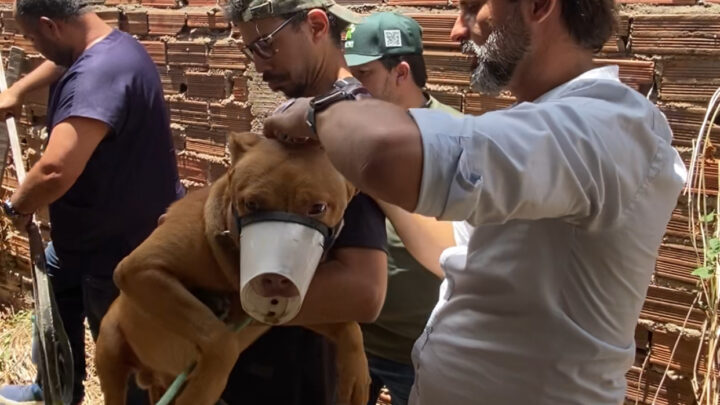 Secretaria de Sustentabilidade e Bem-Estar Animal se consolida como referência inédita em Caruaru