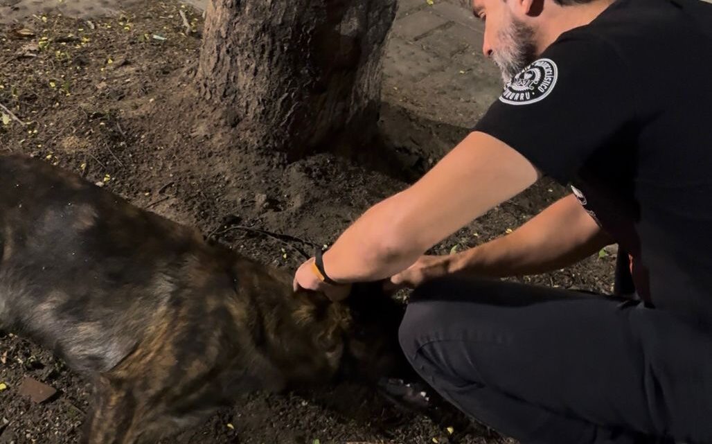 Secretário Renato Lyra acompanha caso de animal atropelado e cobra investigação por possível omissão de socorro