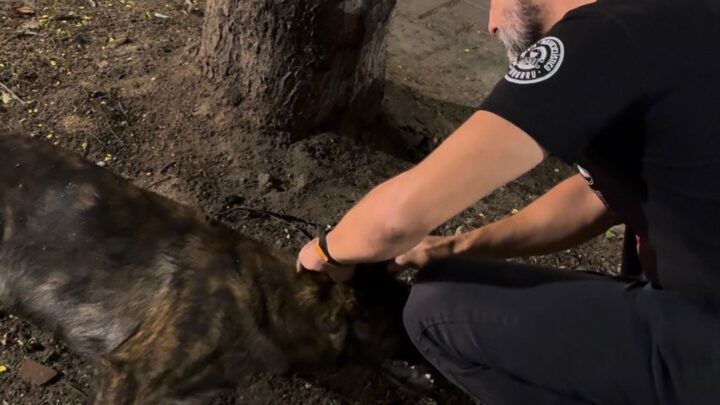 Secretário Renato Lyra acompanha caso de animal atropelado e cobra investigação por possível omissão de socorro