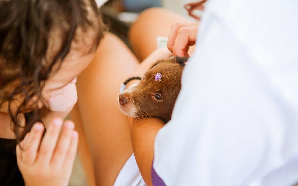 AME Animal passa a funcionar nos fins de semana e feriados, em Caruaru, a partir de abril
