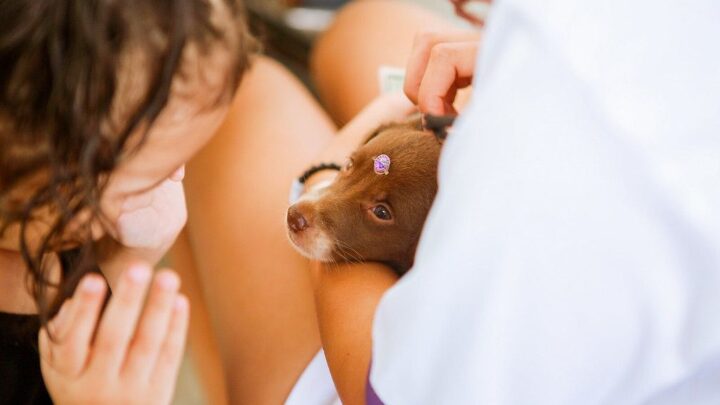 AME Animal passa a funcionar nos fins de semana e feriados, em Caruaru, a partir de abril