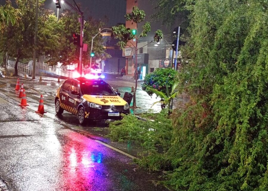 Chuva derruba árvore na Via Parque de Caruaru