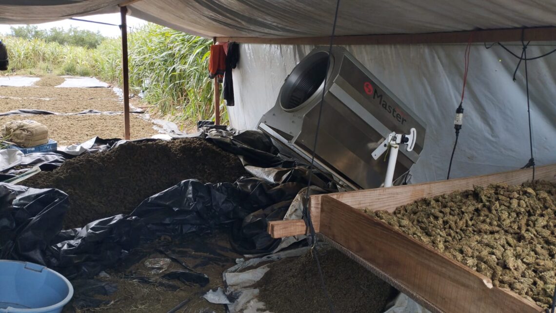 Polícia Federal apreende cerca de 2 toneladas de maconha gourmet-inflorescência