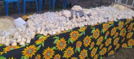 Festa do Suspiro Gigante será realizada neste sábado em Caruaru