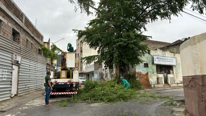 Secretaria de Sustentabilidade e Bem-Estar Animal realiza a retirada de árvores em Caruaru, após avaliação técnica