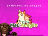 Feira Meu Amigão amplia programação e realiza adoção com castração garantida em Caruaru