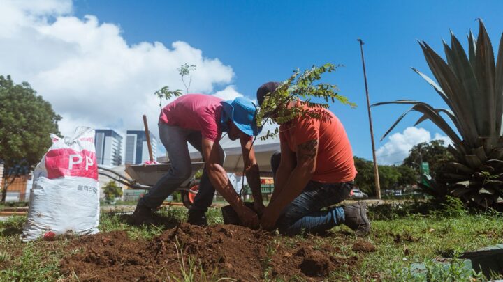 Prefeitura de Caruaru amplia compensação ambiental com plantio de árvores em praças e incentivo à doação de mudas