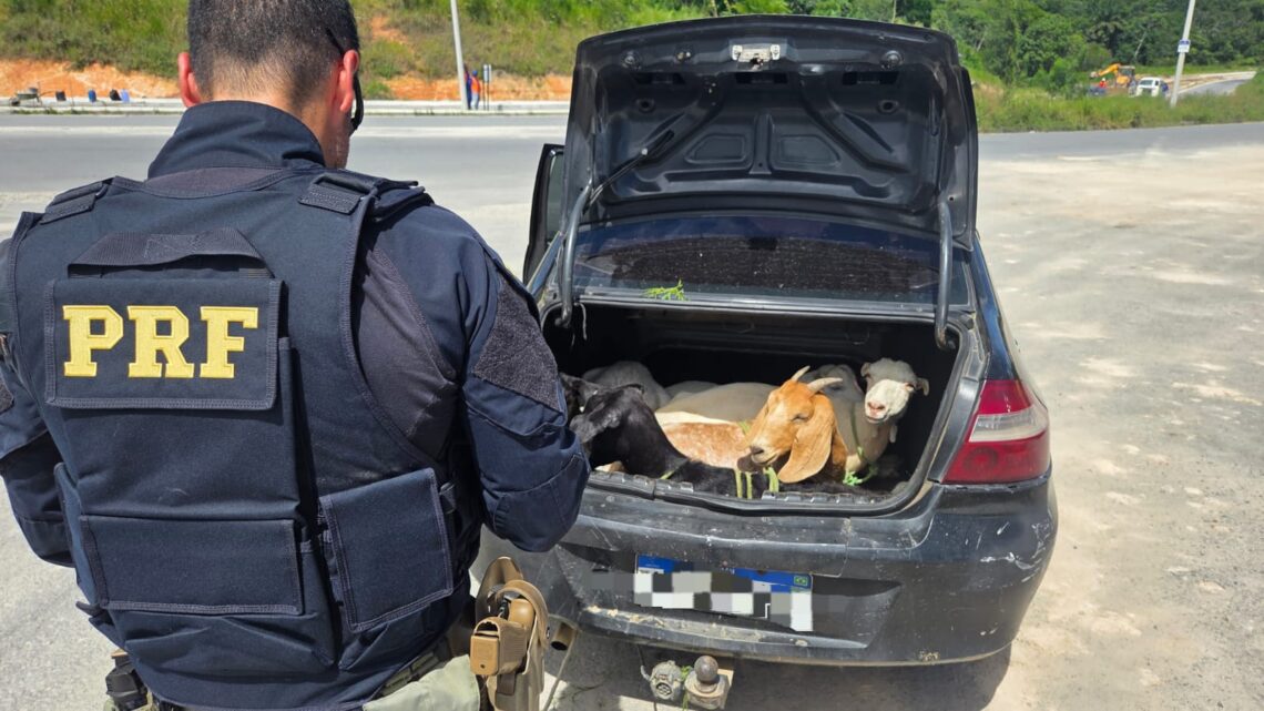 PRF flagra cinco bodes amontoados dentro de porta-malas de carro