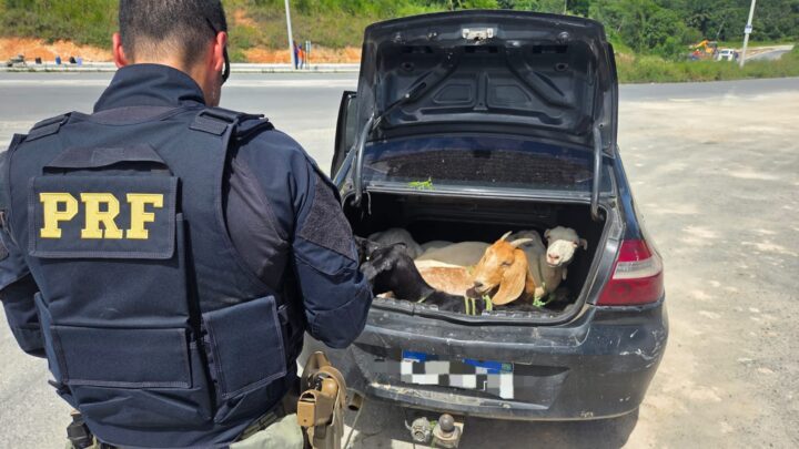 PRF flagra cinco bodes amontoados dentro de porta-malas de carro