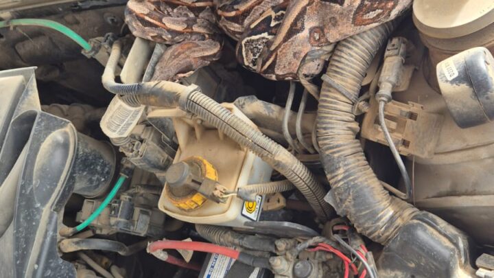 Jibóia é encontrada dentro de motor de caminhonete em Caruaru