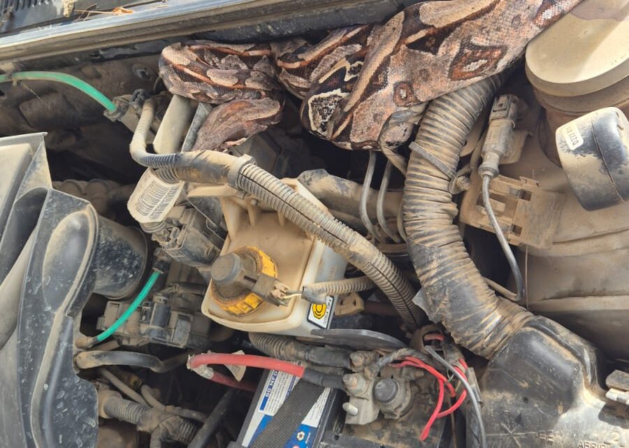 Jibóia é encontrada dentro de motor de caminhonete em Caruaru