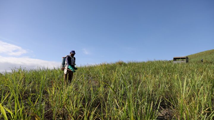 Com investimento de R$ 14,3 milhões, Governo do Estado realiza pagamento do benefício do Programa Chapéu de Palha para trabalhadores da cana-de-açúcar