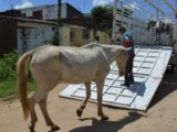 ADAGRO confirma foco de raiva em equino no município de Bezerros e determina vacinação obrigatória na região
