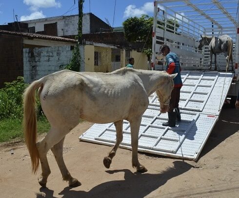ADAGRO confirma foco de raiva em equino no município de Bezerros e determina vacinação obrigatória na região