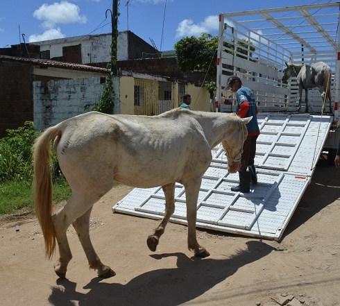 ADAGRO confirma foco de raiva em equino no município de Bezerros e determina vacinação obrigatória na região