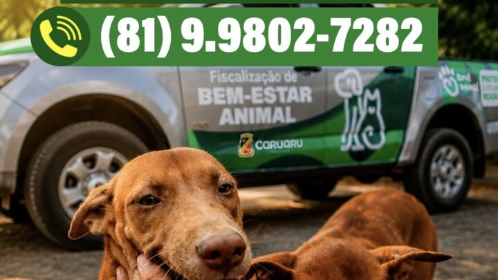 Disque-denúncia maus tratos animais está disponível em Caruaru