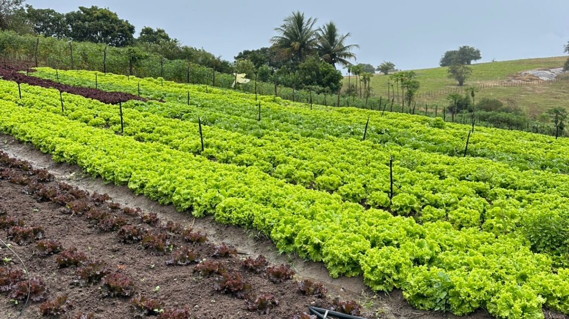 AgriCultura celebra o Dia do Agricultor com feira inédita em Malhada de Pedra neste domingo (26)