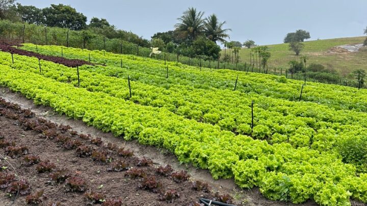 AgriCultura celebra o Dia do Agricultor com feira inédita em Malhada de Pedra neste domingo (26)