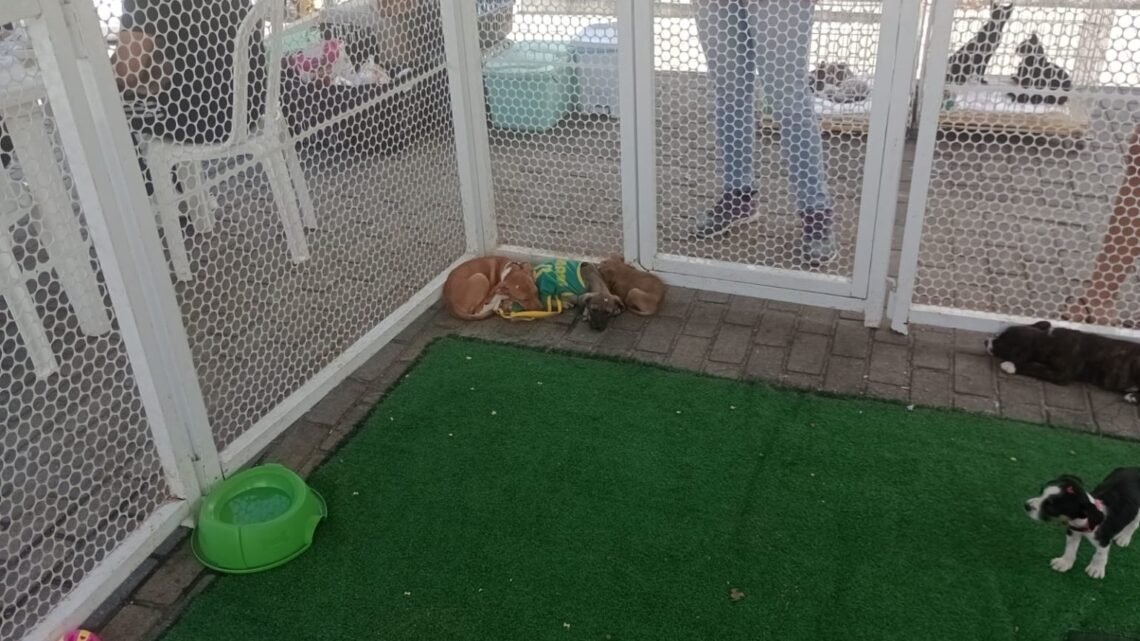 Pet Day com serviços gratuitos para cães e gatos será realizado nesta sexta-feira (14), no bairro Rendeiras