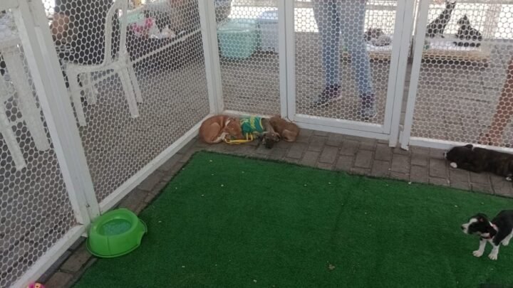 Pet Day com serviços gratuitos para cães e gatos será realizado nesta sexta-feira (14), no bairro Rendeiras