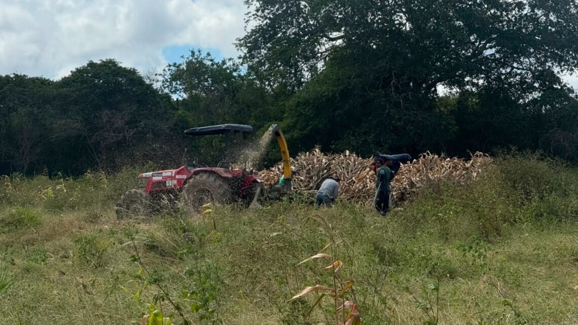 Agricultores podem fazer agendamento para produção de silagem pelo aplicativo Minha Caruaru