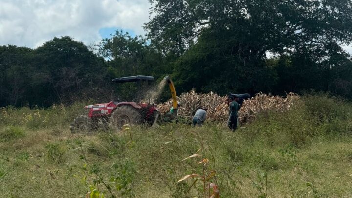 Agricultores podem fazer agendamento para produção de silagem pelo aplicativo Minha Caruaru