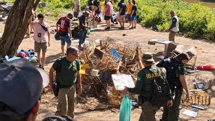 Operação do Ibama em Caruaru apreende 400 aves e detém mais de 20 pessoas