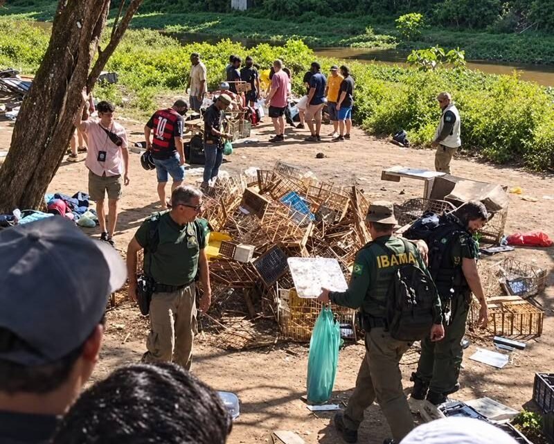 Operação do Ibama em Caruaru apreende 400 aves e detém mais de 20 pessoas