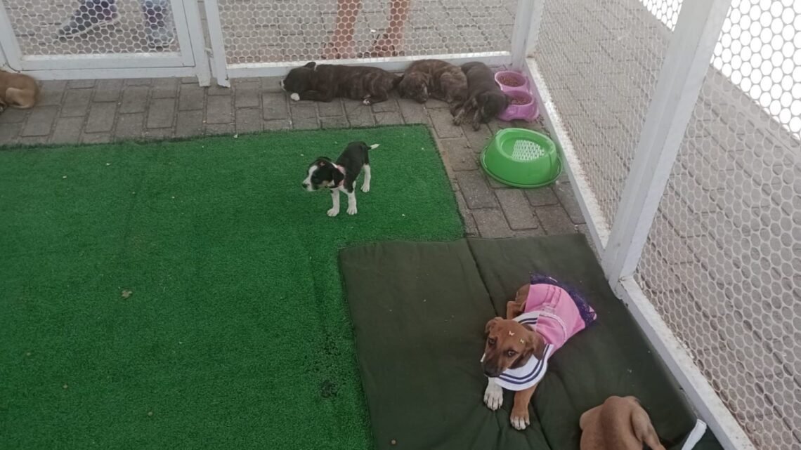 Caruaru promove nova edição do Meu Amigão para incentivar a adoção responsável de pets
