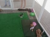 Caruaru promove nova edição do Meu Amigão para incentivar a adoção responsável de pets